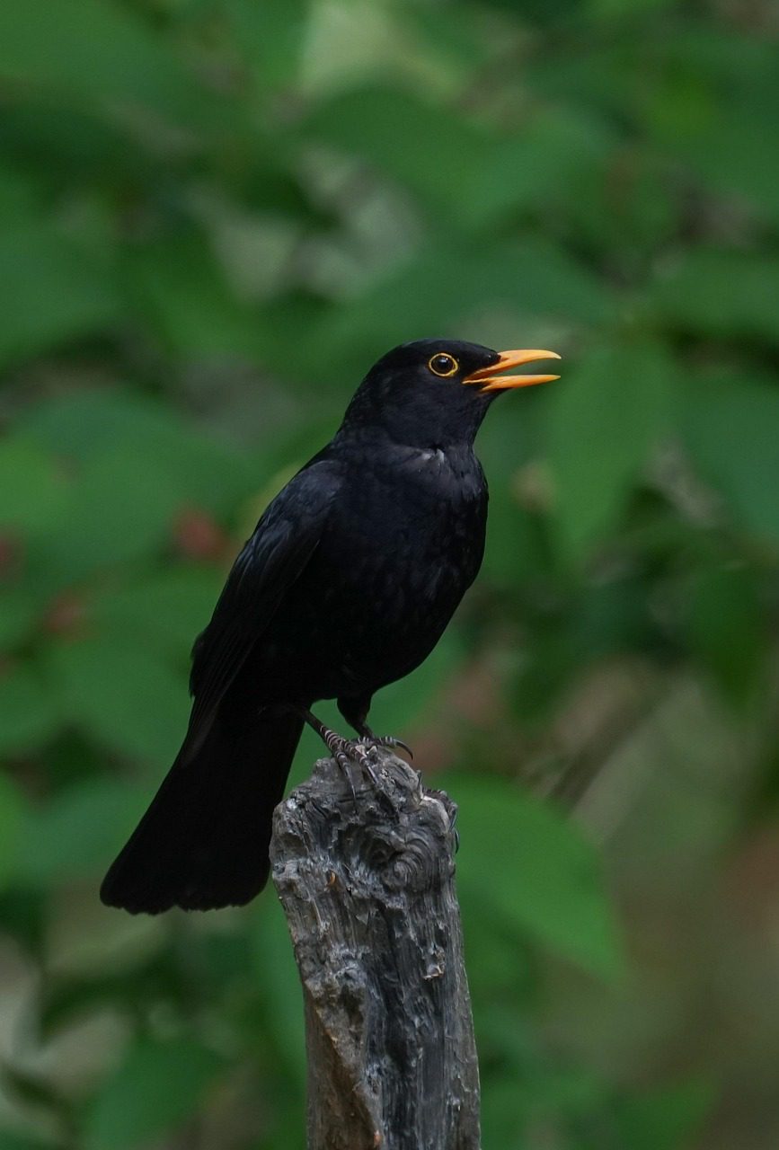 Singende Amsel